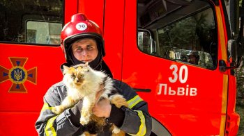 У Львові під час гасіння пожежі врятували двох котів