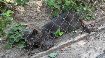 У Львові запровадять карантин через кота, у якого виявили сказ