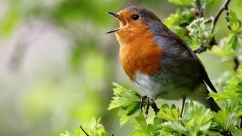 Центр реабілітації для птахів на Львівщині просить про допомогу для евакуйованих пернатих