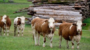 На Львівщині обговорили створення племінного центру на 500 гектарах