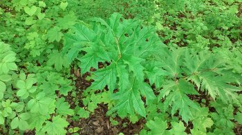 Львів’янка помітила у парку отруйну рослину: просить винищити