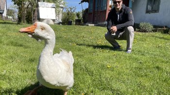 Під Львовом померла найстарша гуска України