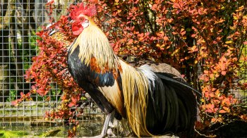 Місце де опікуються птахами