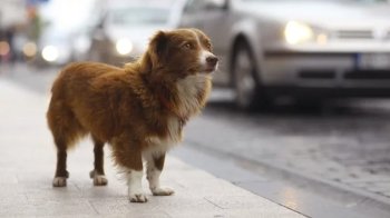 В Україні запустили додаток для пошуку загублених тварин