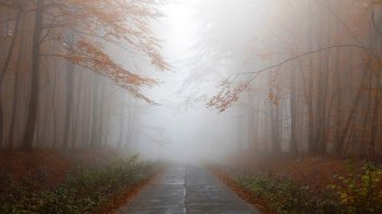 На Львівщині попереджають про густий туман: погода на 21 вересня