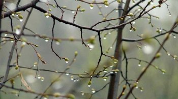 Невеликий дощ та пониження температури: якою буде погода 26 березня на Львівщині