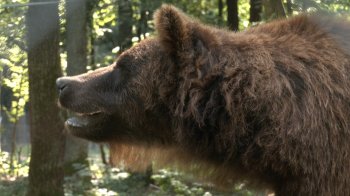 На Львівщині реабілітують ведмедів-переселенців (фото)