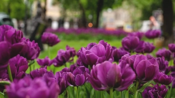тюльпани на площі Данила Галицького  Фото: Андріана Стахів