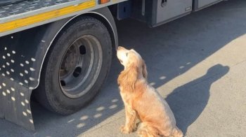 Спанієль прикордонників на Львівщині допоміг знайти кокаїн в авто