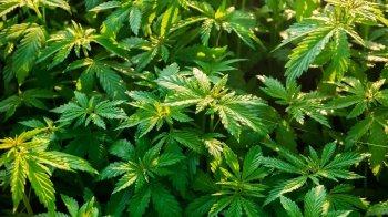 У Дрогобичі троє чоловіків продавали канабіс, їх можуть засудити до 10-ти років