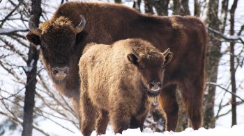 На Львівщині зафіксували найбільше в Україні стадо бізонів
