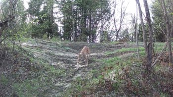 У Сколівських Бескидах помітили червонокнижну рись