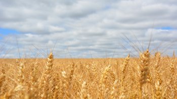 Польща заборонила ввозити з України зерно та інші продукти харчування