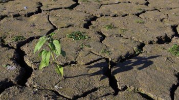 П’ять річок на Львівщині мають рекордно низький рівень води через посуху