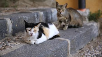 У Львові двірника оштрафували за побиття віником власника кота