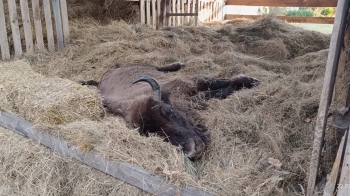 Знайдену на Львівщині хвору самицю зубра не вдалося врятувати