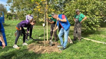 Висаджування тюльпанового дерева
