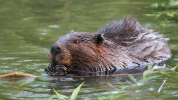 Жорстоке вбивство бобра вилами на Львівщині