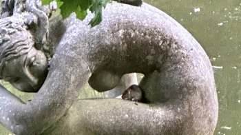 На статуї сидить щур