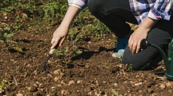 Посівний календар на квітень 2026: сприятливі дні для щедрого врожаю