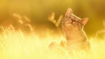 Розпогодиться та потепліє: прогноз погоди на тиждень