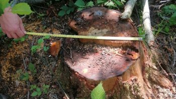 На Стрийщині вирубали дерева на понад три мільйони гривень: порушників шукає поліція