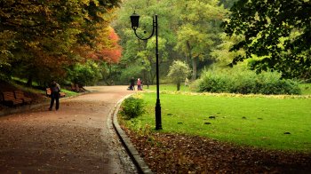 У Львівській громаді визнали цінними ще 11 дерев