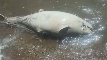 В Азовському морі біля Маріуполя почався мор дельфінів