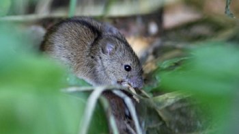 У Львові 66-річна жінка потрапила в реанімацію з тяжкою формою лептоспірозу