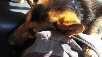 Три днів йшов пішки до Одеси з собакою: історія мешканця Херсону, який втратив сім’ю та дім