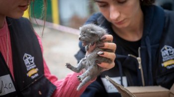 На благодійному ярмарку зібрали рекордну суму для “Домівки врятованих тварин”