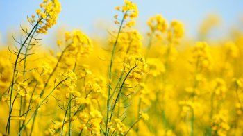 Аграріїв Львівщини попереджають про небезпечного шкідника у посівах озимого ріпаку