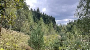 У Східниці продали за 8,5 млн грн землю під забудову