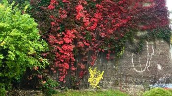 У Львові створили реєстр ліан: вже внесено 322 рослини