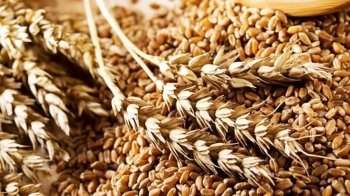 Окупанти вивезли із Луганщини десятки тонн агропродукції