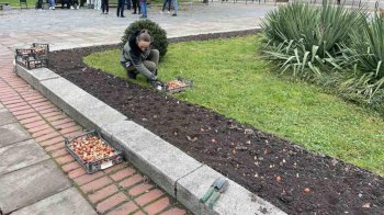 У Львові висадили понад 10 тисяч тюльпанів, подарованих Нідерландами