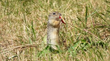 Для збереження червонокнижного виду ховрахів на Львівщині організовують толоку