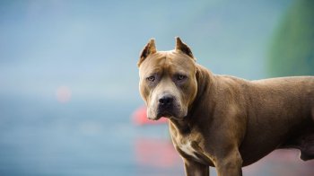 За напад на йорка у мешканця Шептицького конфіскують пітбуля