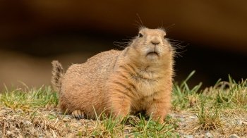 Прокинулися ще 25 січня: львівські бабаки спрогнозували прихід весни