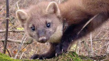 На Львівщині у трьох селах оголошено карантин через скажену куницю: подробиці