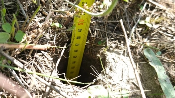 На Львівщині в природному парку перше зафіксували червонокнижного ховраха