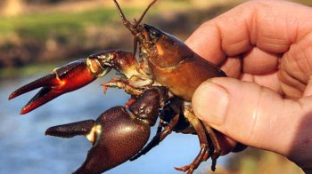 30 раків на день: на Львівщині стартував сезон любительського лову