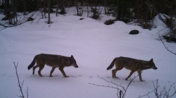 Вовки наближаються до людських осель: на Львівщині помітили велику кількість сіроманців