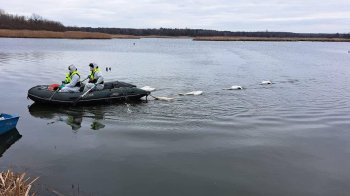 Карантин через спалах пташиного грипу в лебедів на Львівщині скасували