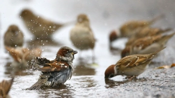 Куди поділися горобці: як війна та зміна клімату впливають на орнітофауну України