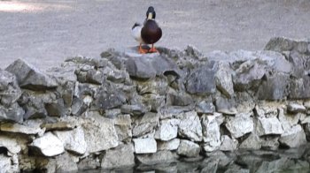 Озера Погулянки знову наповнили водою: туди повертаються дикі качки