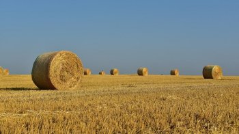 На Золочівщині суд повернув громаді 40 га землі