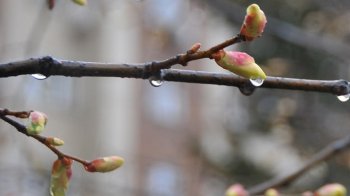 Хмарно і з дощем: погода у Львові та області на вихідних 9-10 квітня