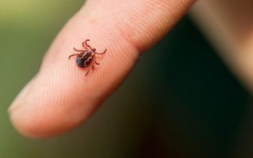 Весняна загроза: коли починається сезон кліщів та що робити при укусі