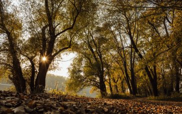 Бабине літо вже близько: коли в Україні знову потеплішає до +26 °С